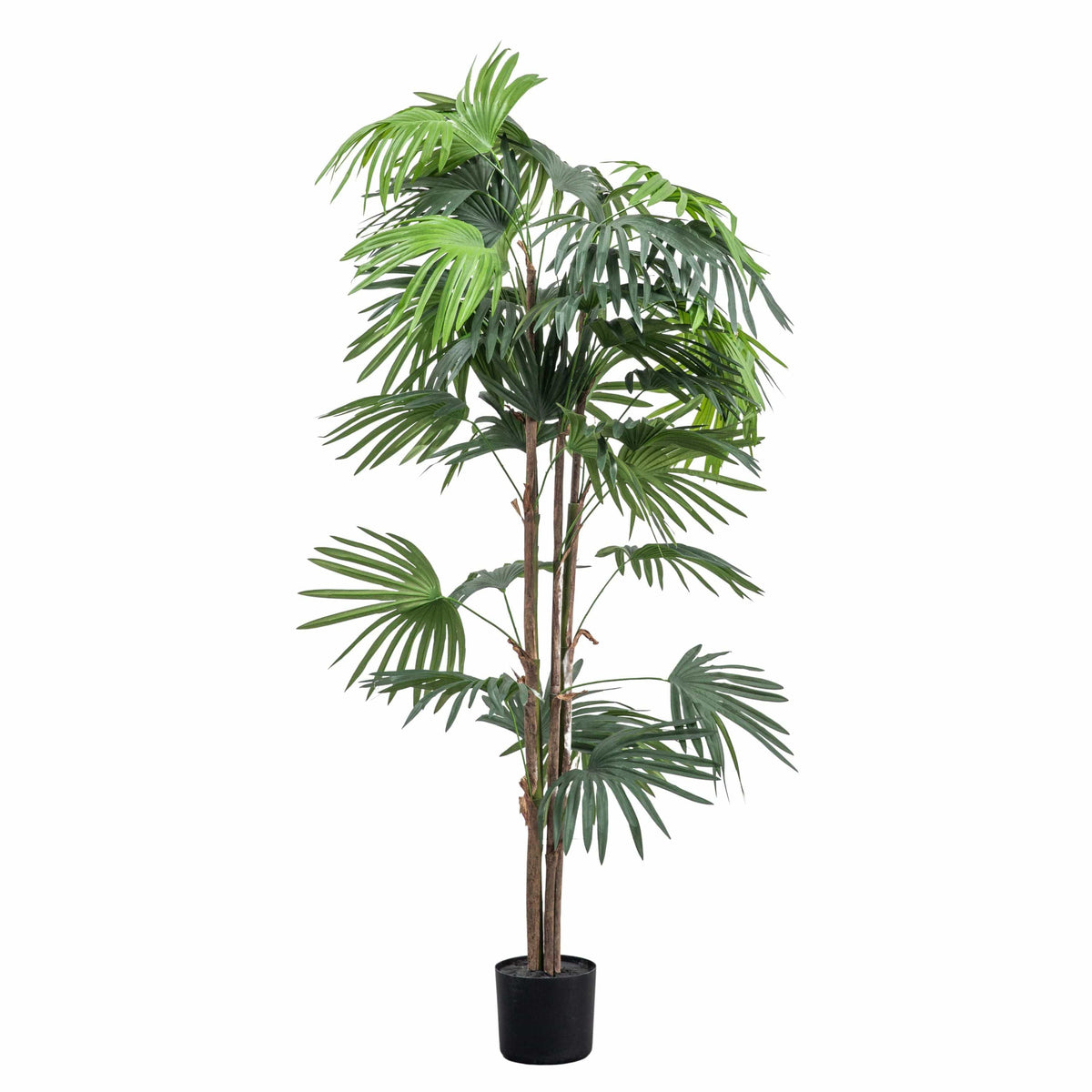 Chinese Fan Palm H1680mm.