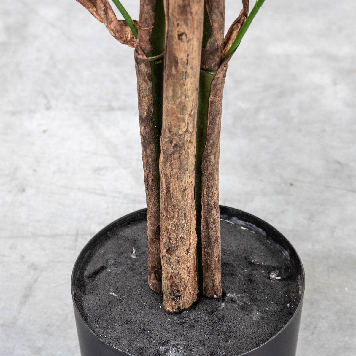 Chinese Fan Palm H1680mm.