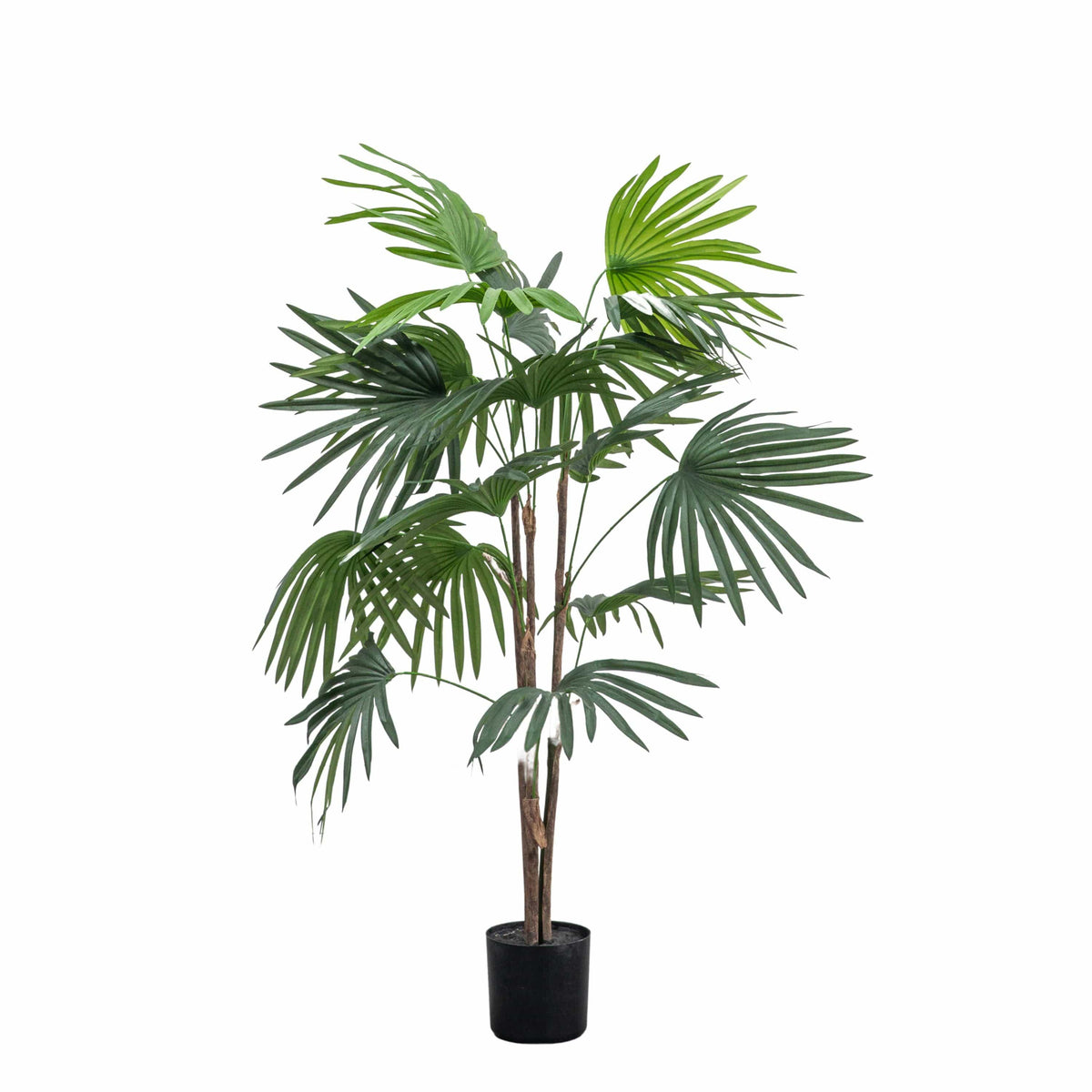 Chinese Fan Palm.