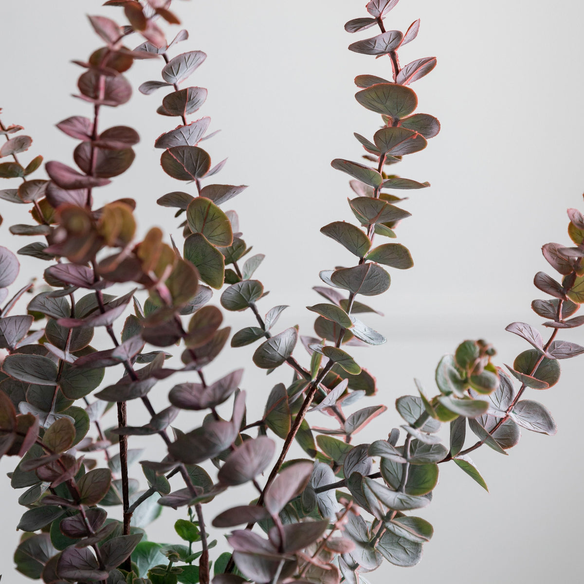 Eucalyptus Spray (6pk) Dusky Damson.