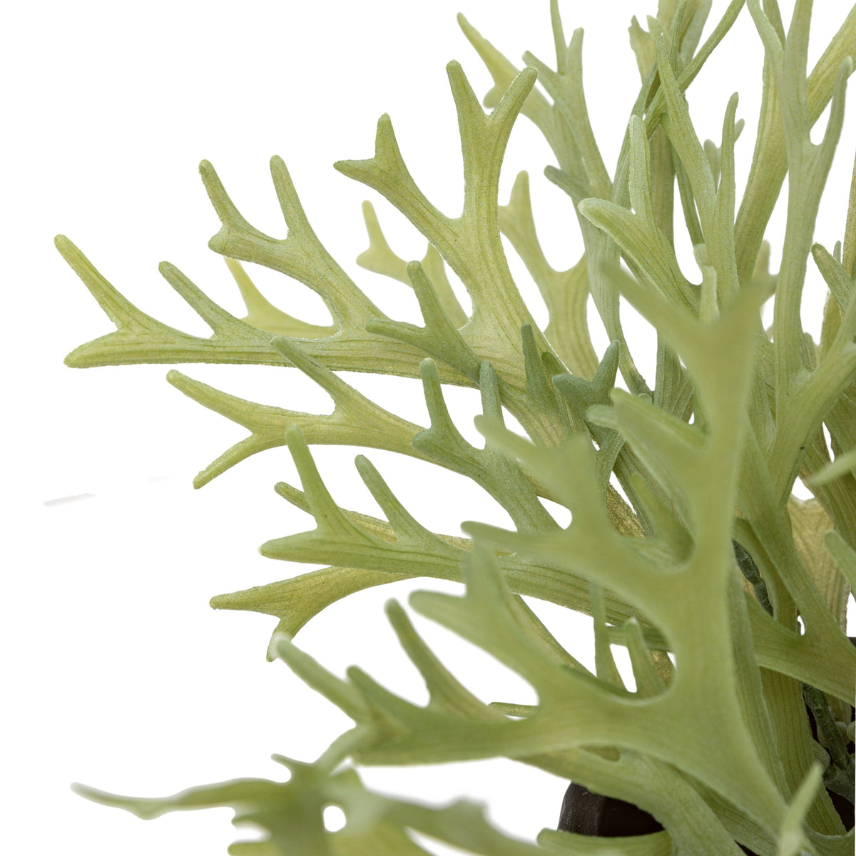 Bodhi Accessories Faux Playycerium in Ceramic Pot House of Isabella UK