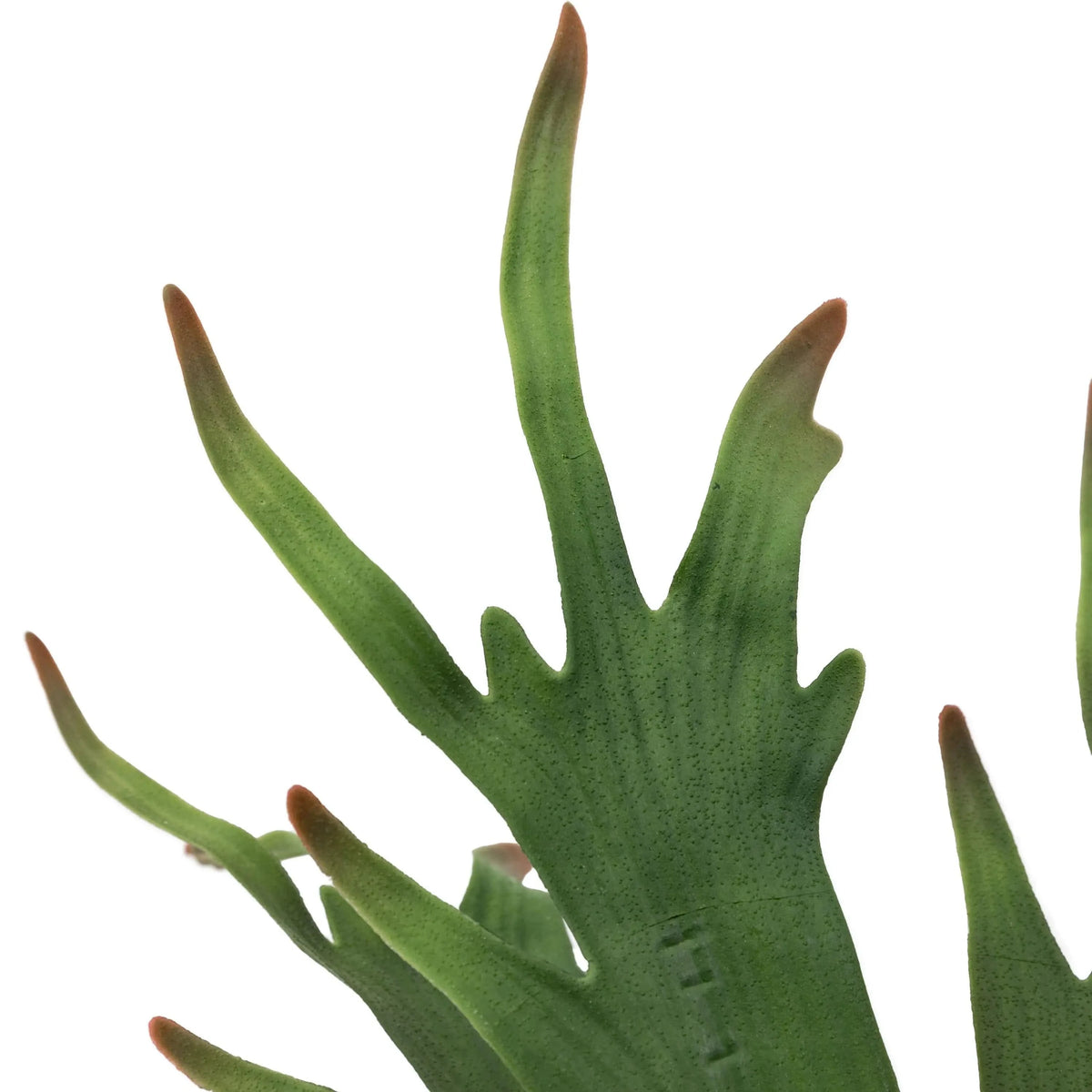 Bodhi Accessories Faux Playycerium Multi Colour in Ceramic Pot House of Isabella UK