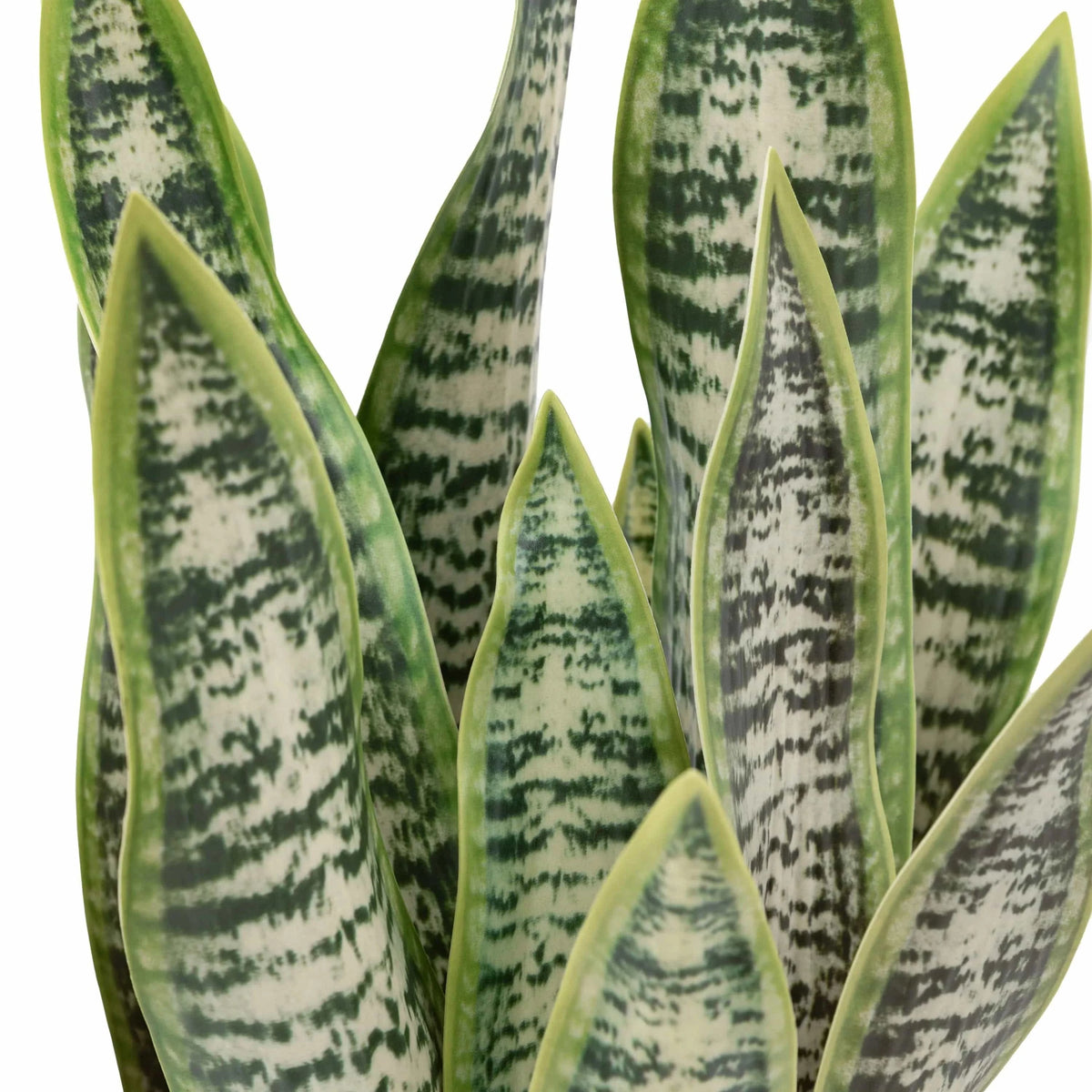 Bodhi Accessories Faux Snake Plant in Ceramic Pot House of Isabella UK