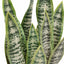 Bodhi Accessories Faux Snake Plant in Ceramic Pot House of Isabella UK