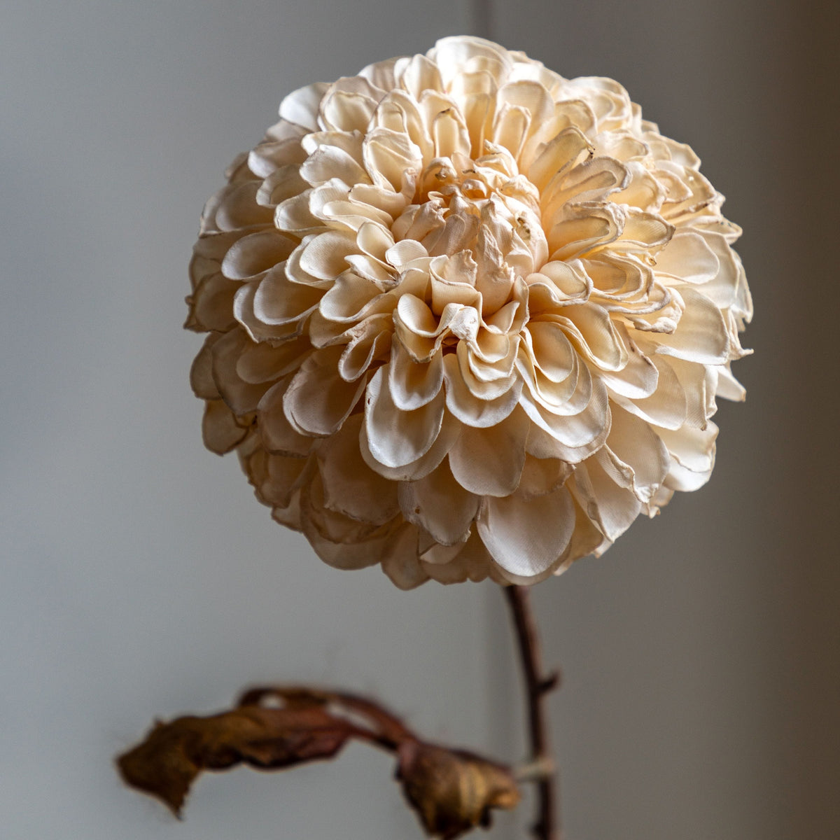 Bodhi Accessories Faux Stem Dahlia Ivory 6pk House of Isabella UK