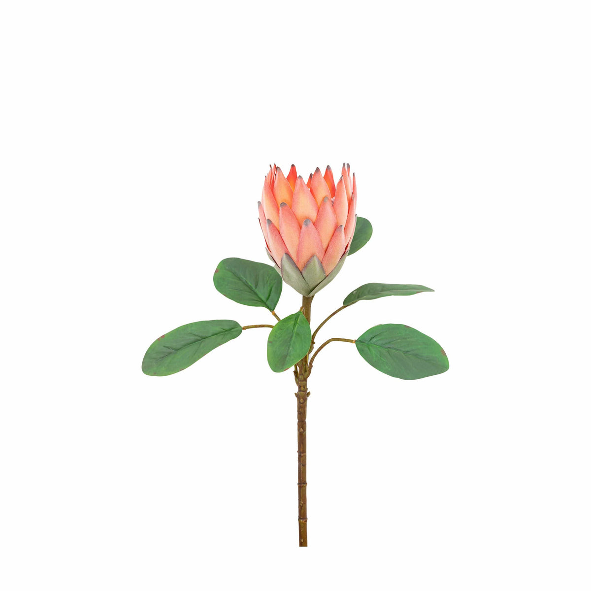 Bodhi Accessories Faux Stem Statement Tropical Apricot 12pk House of Isabella UK