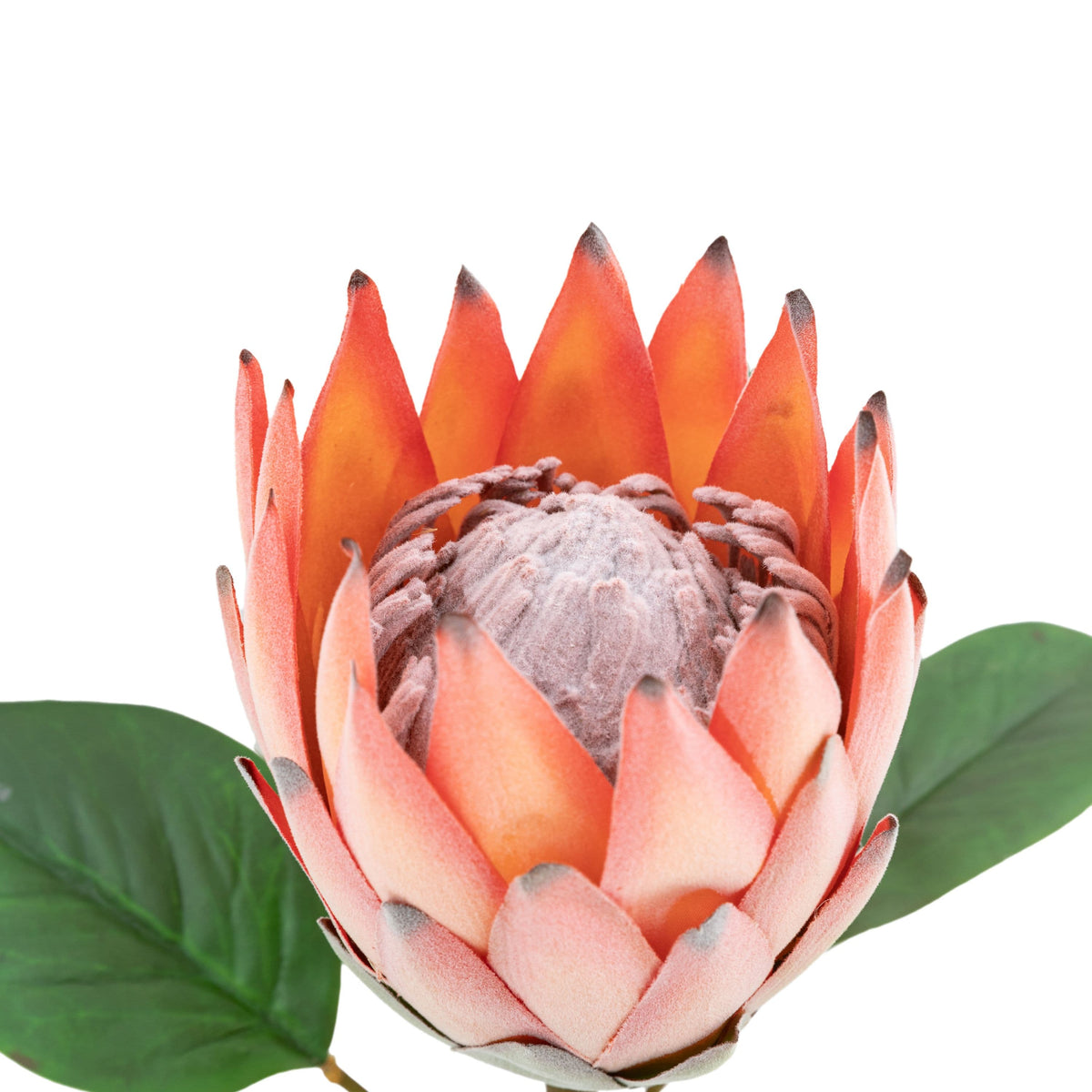 Bodhi Accessories Faux Stem Statement Tropical Apricot 12pk House of Isabella UK