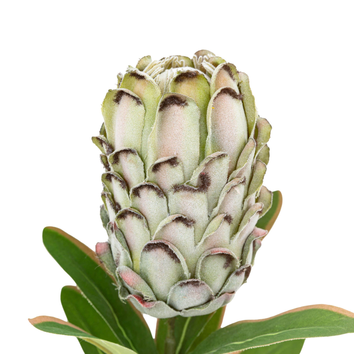 Bodhi Accessories Faux Stem Statement Tropical Green 12pk House of Isabella UK