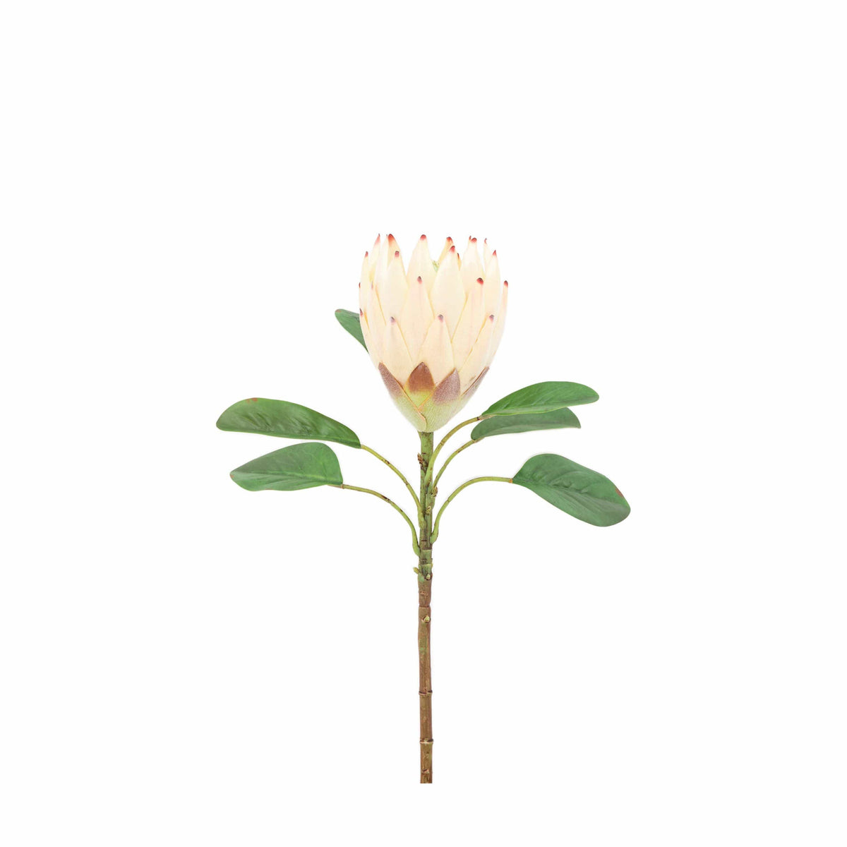 Bodhi Accessories Faux Stem Statement Tropical Ivory 12pk House of Isabella UK