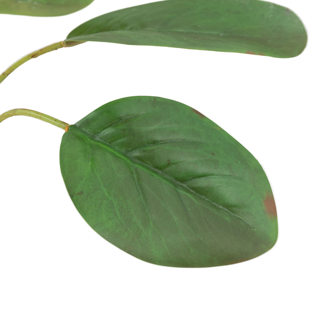 Bodhi Accessories Faux Stem Statement Tropical Ivory 12pk House of Isabella UK