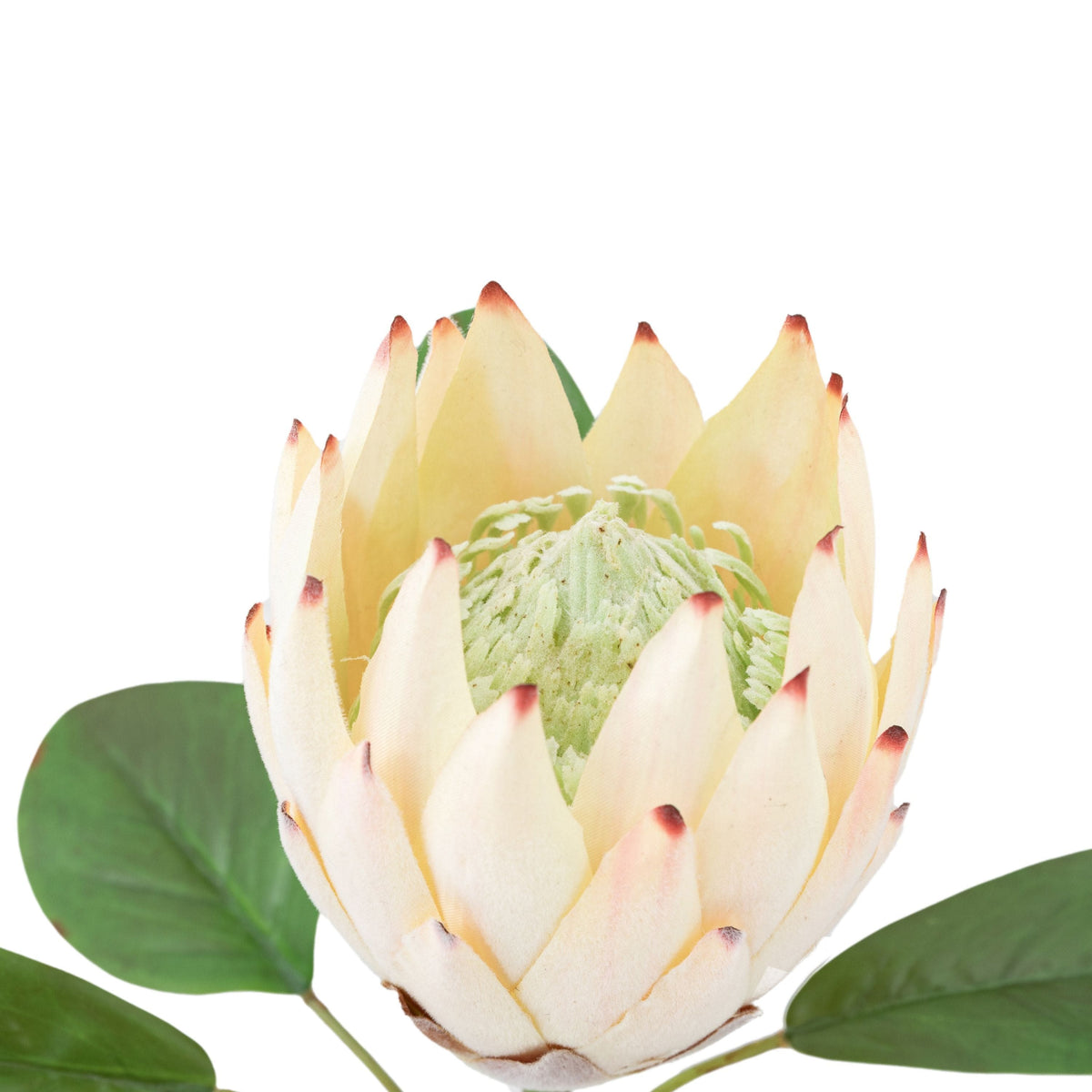 Bodhi Accessories Faux Stem Statement Tropical Ivory 12pk House of Isabella UK