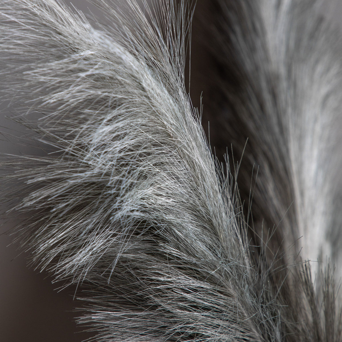 Feathered Stem Grey.