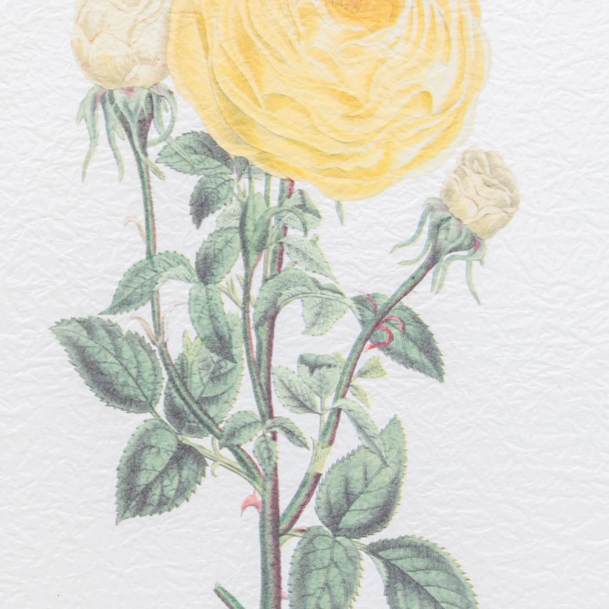 Bodhi Accessories Floral Quartet Framed Art Set of 4 House of Isabella UK