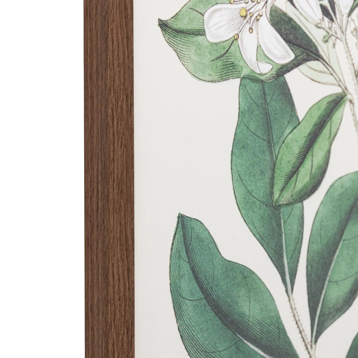 Bodhi Accessories Foliage and Blooms Framed Art House of Isabella UK