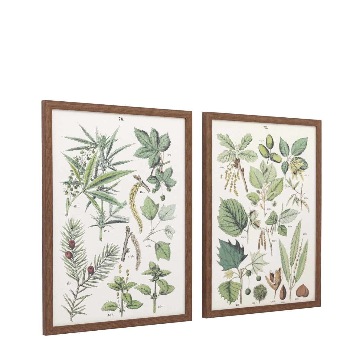 Bodhi Accessories Foliage Study Framed Art Set of 2 House of Isabella UK