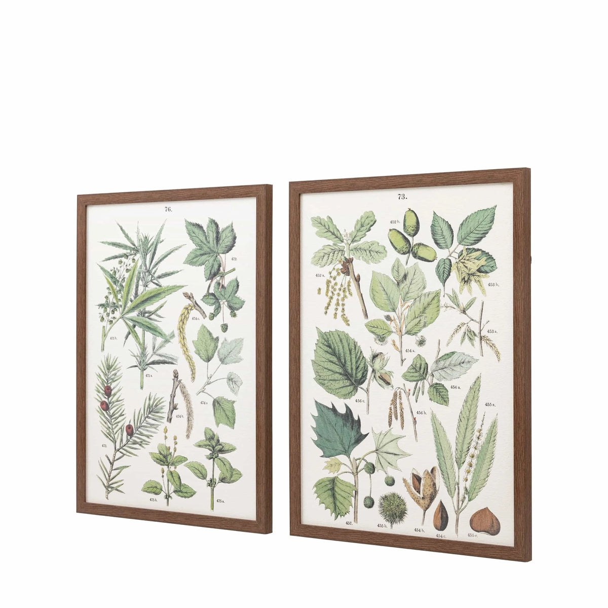 Bodhi Accessories Foliage Study Framed Art Set of 2 House of Isabella UK