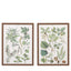 Bodhi Accessories Foliage Study Framed Art Set of 2 House of Isabella UK