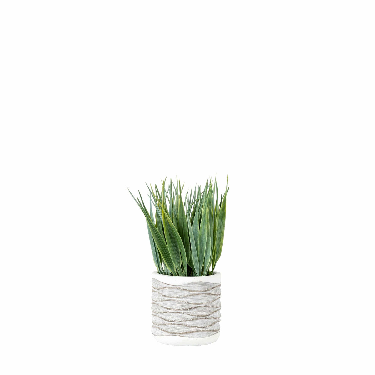 Gianna Grass in Wavy Pot Small (2pk).