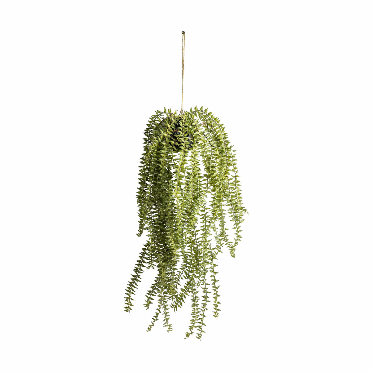 Hanging Cactus Horsetail.