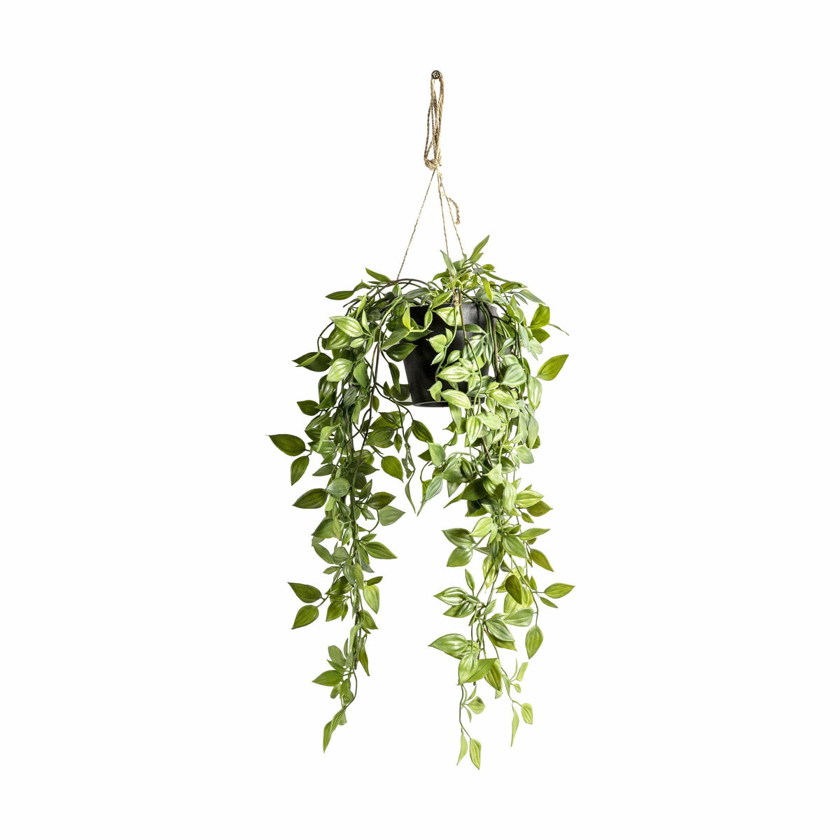 Hanging Scindapsus Small.