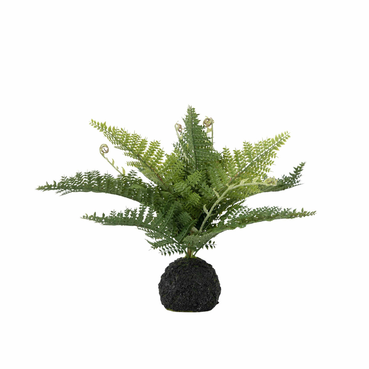 Lady Fern in Soil Green.