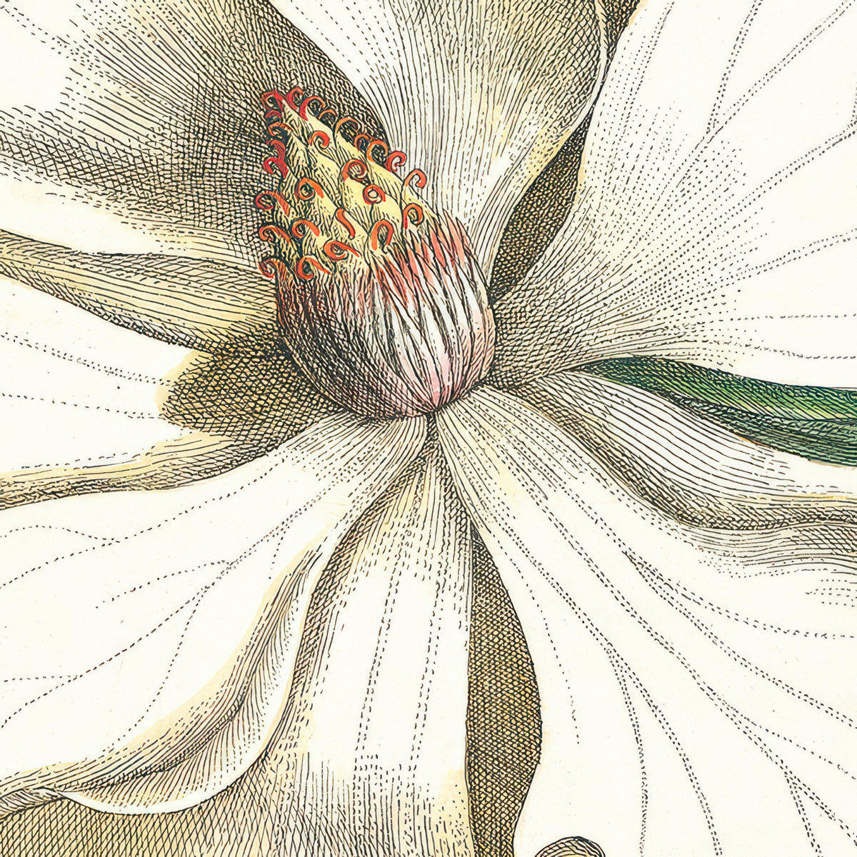 Bodhi Accessories Laurel Tree Framed Canvas House of Isabella UK