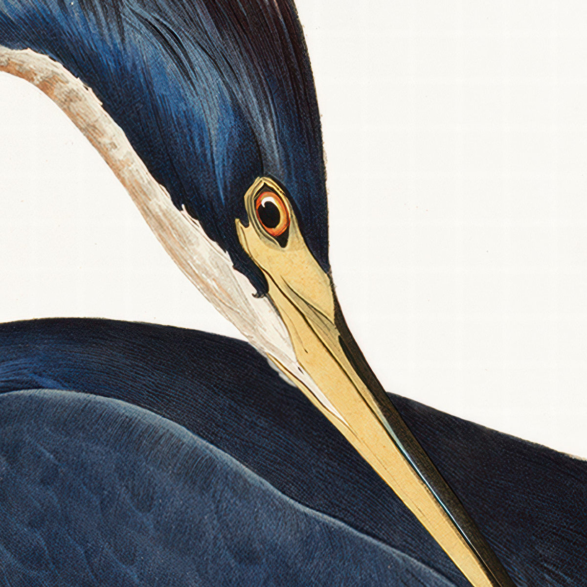 Bodhi Accessories Louisiana Heron Framed Art House of Isabella UK