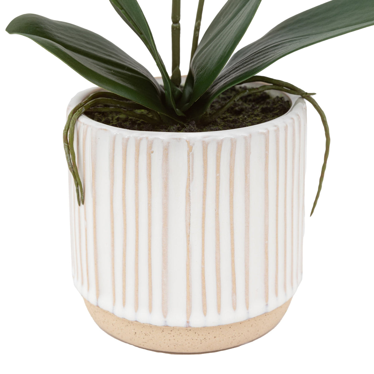 Bodhi Accessories Orchid Cream in Ribbed White Ceramic Pot Small House of Isabella UK
