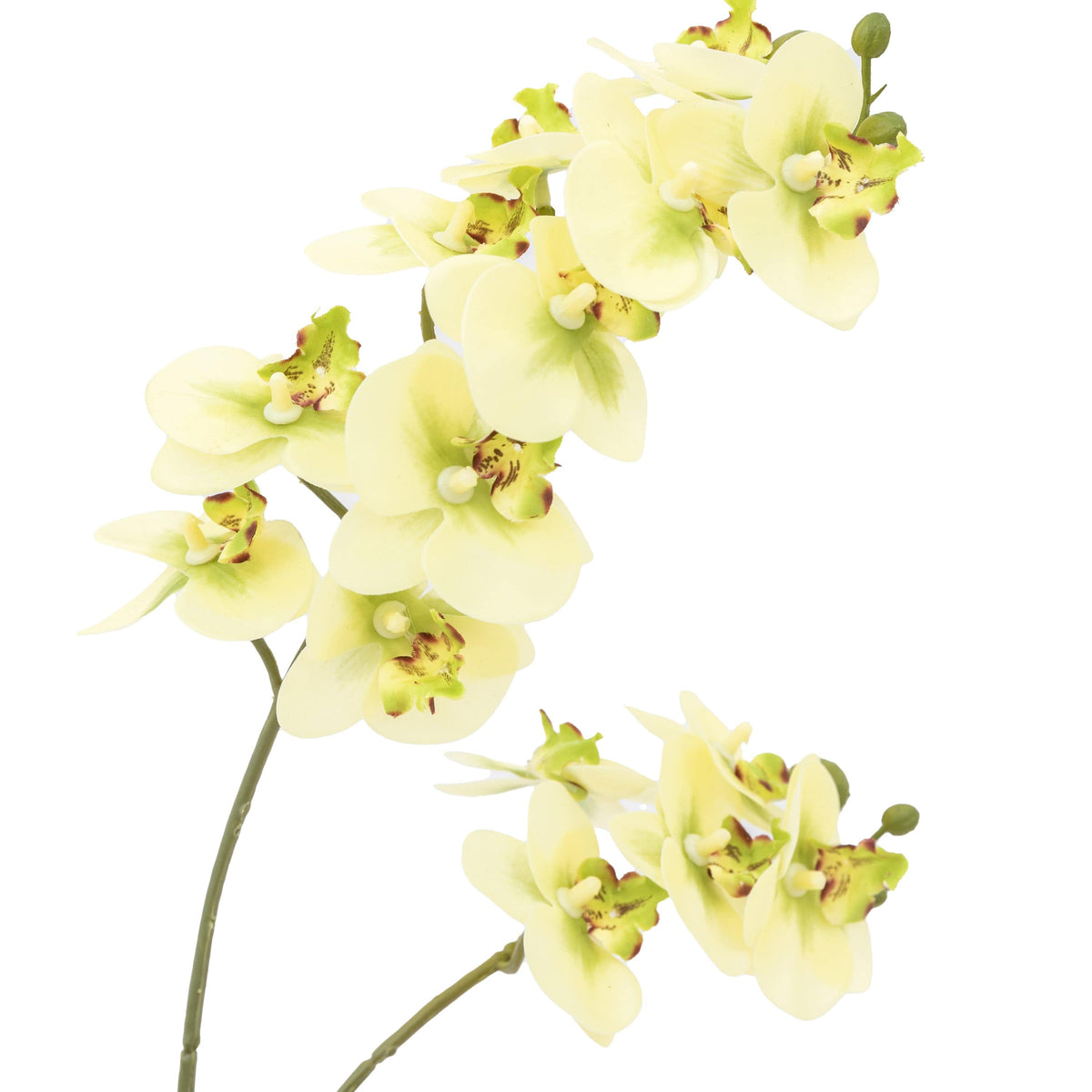 Bodhi Accessories Orchid Cream in Ribbed White Ceramic Pot Small House of Isabella UK