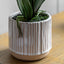 Bodhi Accessories Orchid Cream in Ribbed White Ceramic Pot Small House of Isabella UK