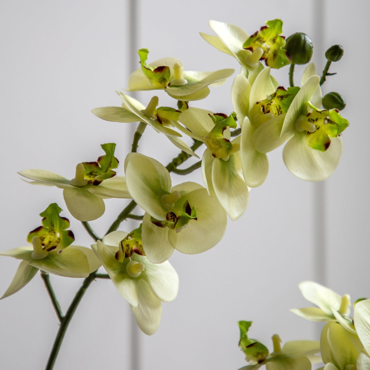 Bodhi Accessories Orchid Cream in Ribbed White Ceramic Pot Small House of Isabella UK