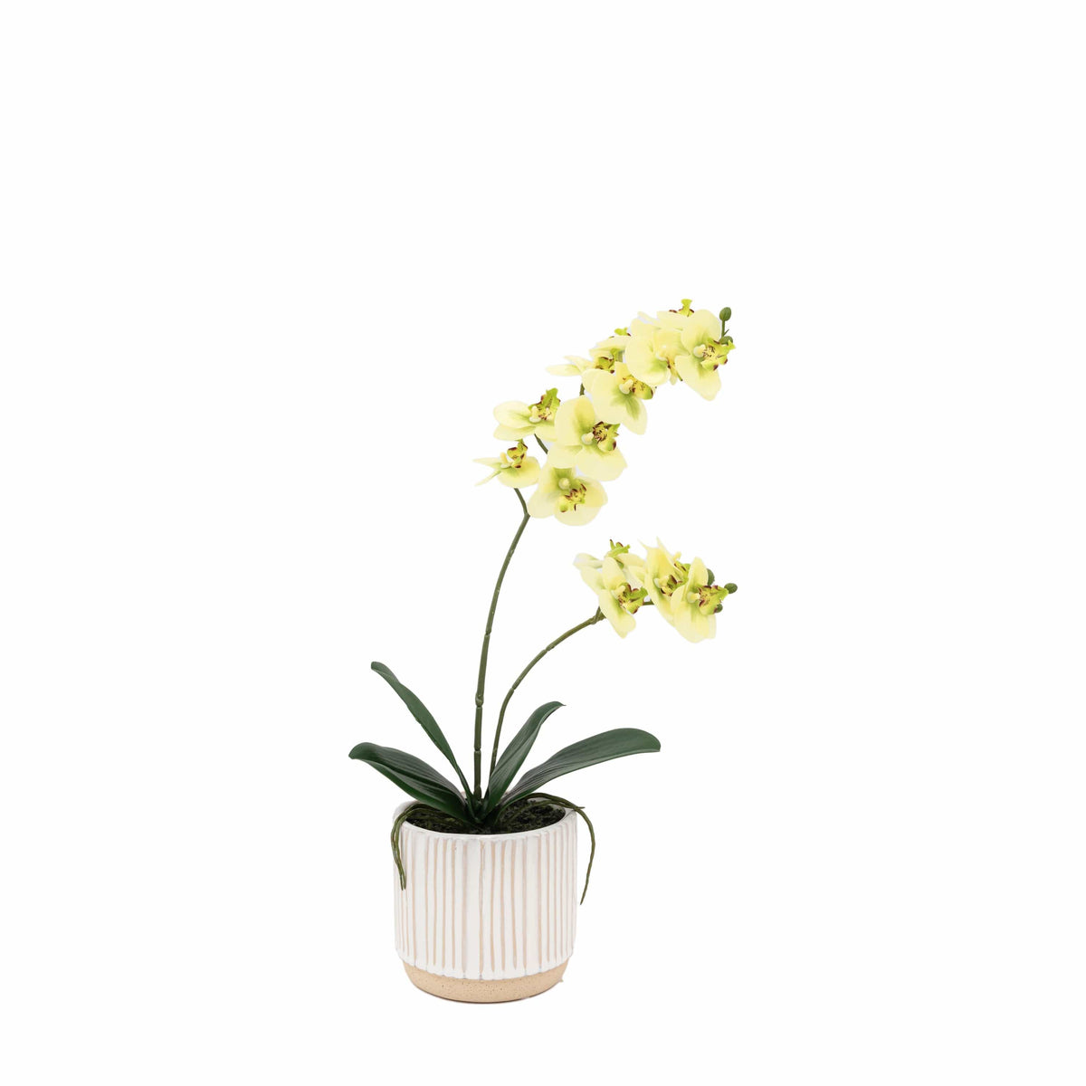 Bodhi Accessories Orchid Cream in Ribbed White Ceramic Pot Small House of Isabella UK