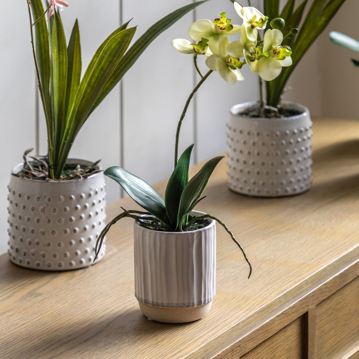 Bodhi Accessories Orchid Cream in Ribbed White Ceramic Pot Small House of Isabella UK