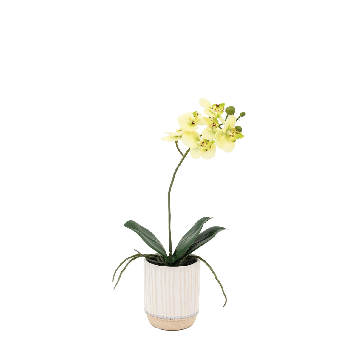 Bodhi Accessories Orchid Cream in Ribbed White Ceramic Pot Small House of Isabella UK