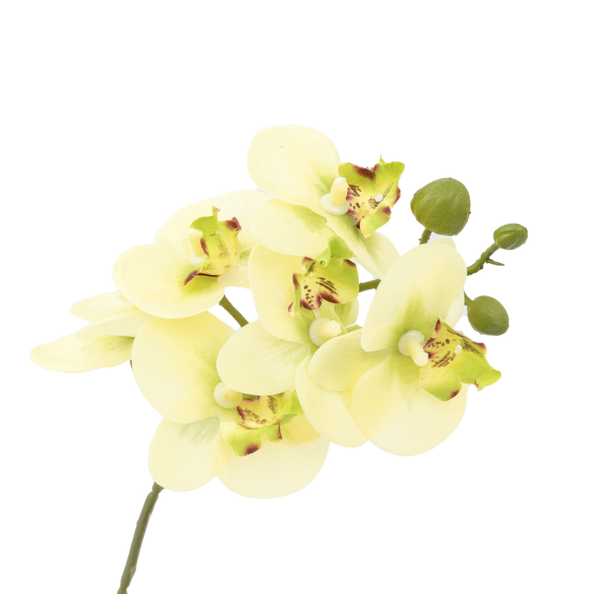 Bodhi Accessories Orchid Cream in Ribbed White Ceramic Pot Small House of Isabella UK