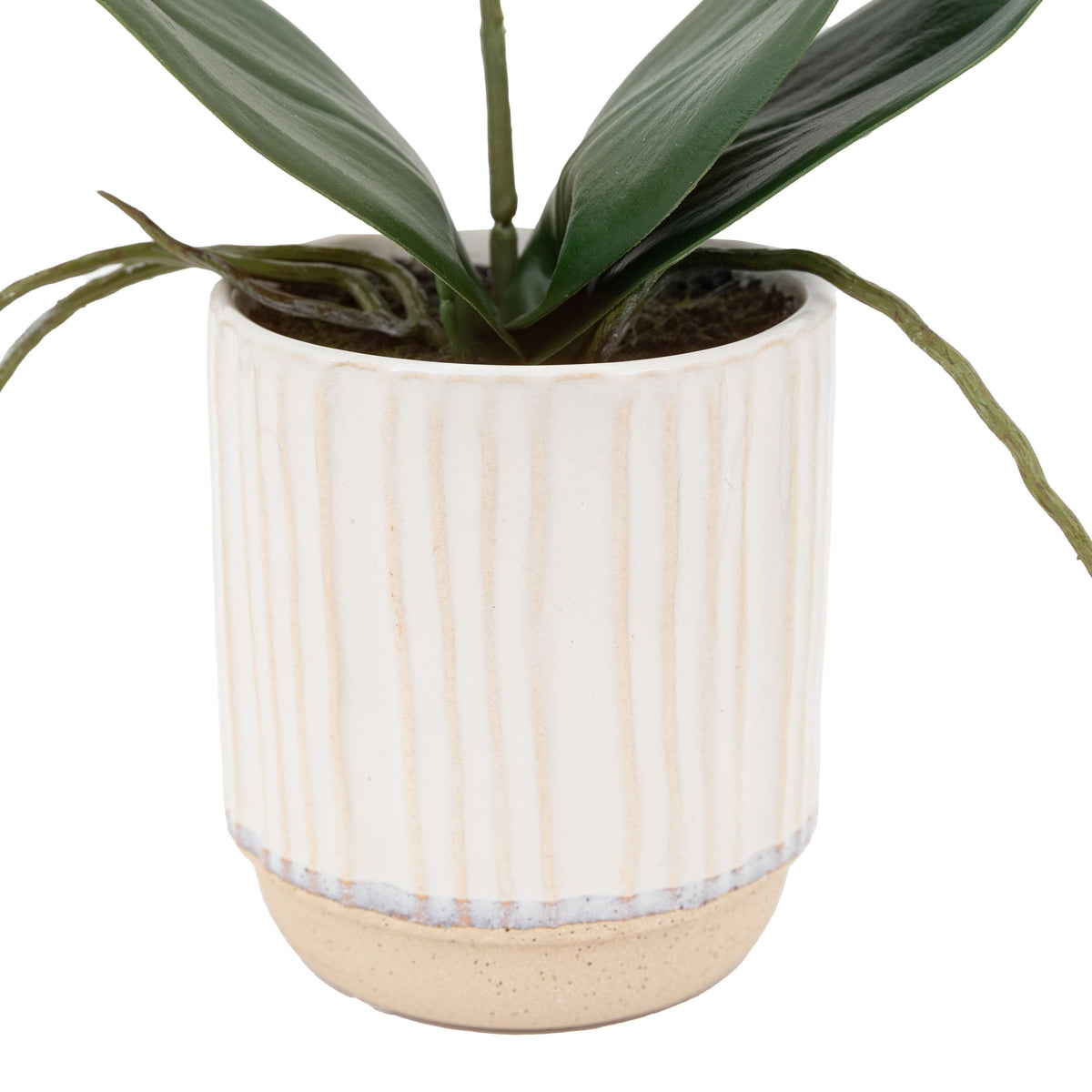 Bodhi Accessories Orchid Cream in Ribbed White Ceramic Pot Small House of Isabella UK