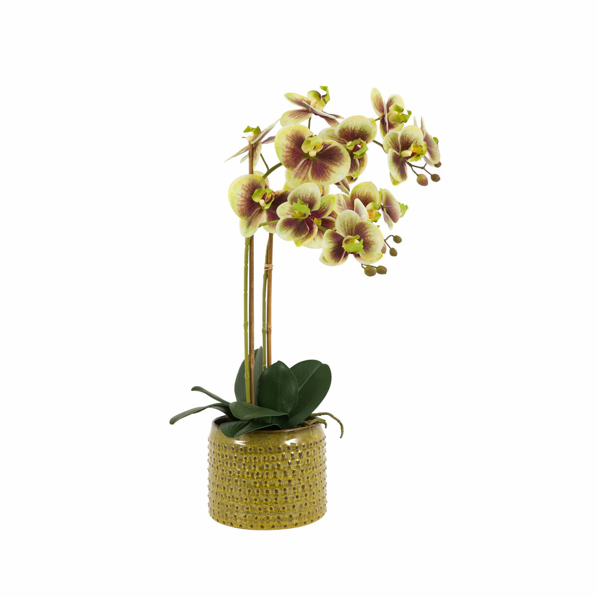 Bodhi Accessories Orchid in Moss Ceramic Dot Pot Green House of Isabella UK