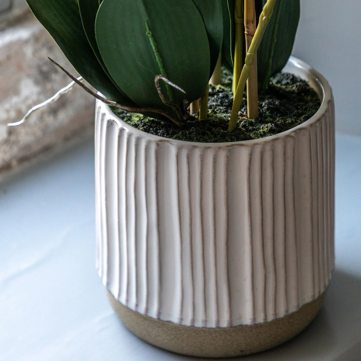 Bodhi Accessories Orchid in White Ribbed Ceramic Pot House of Isabella UK