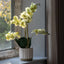 Bodhi Accessories Orchid in White Ribbed Ceramic Pot House of Isabella UK