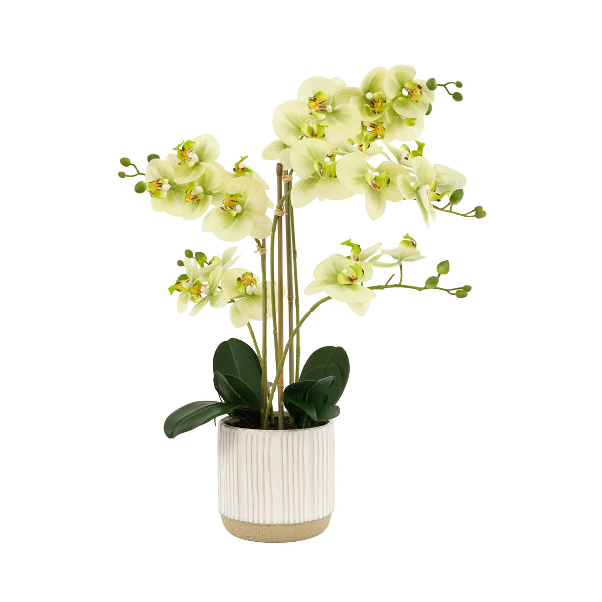 Bodhi Accessories Orchid in White Ribbed Ceramic Pot House of Isabella UK