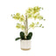 Bodhi Accessories Orchid in White Ribbed Ceramic Pot House of Isabella UK