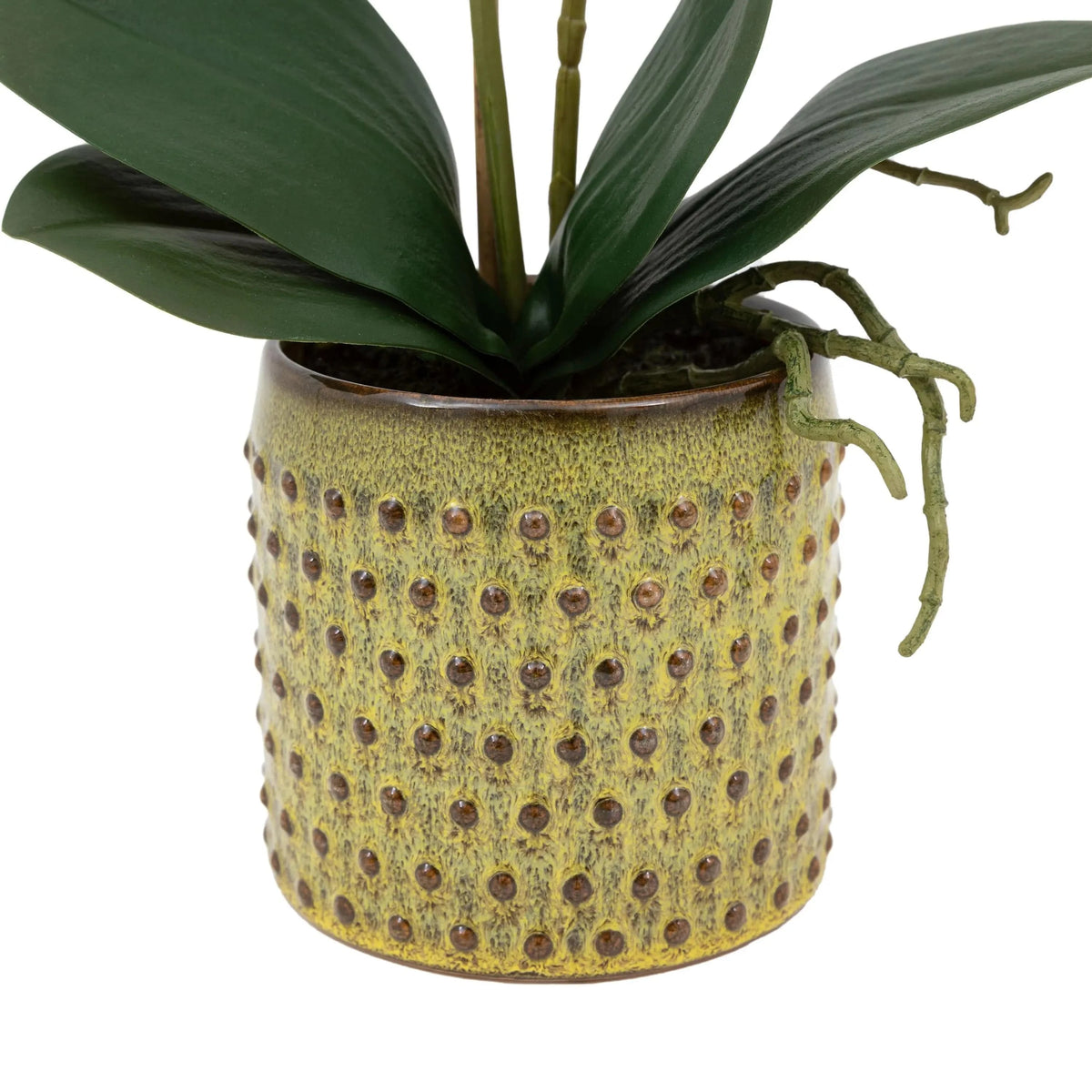 Bodhi Accessories Orchid Multicolour in Moss Ceramic Dot Pot House of Isabella UK
