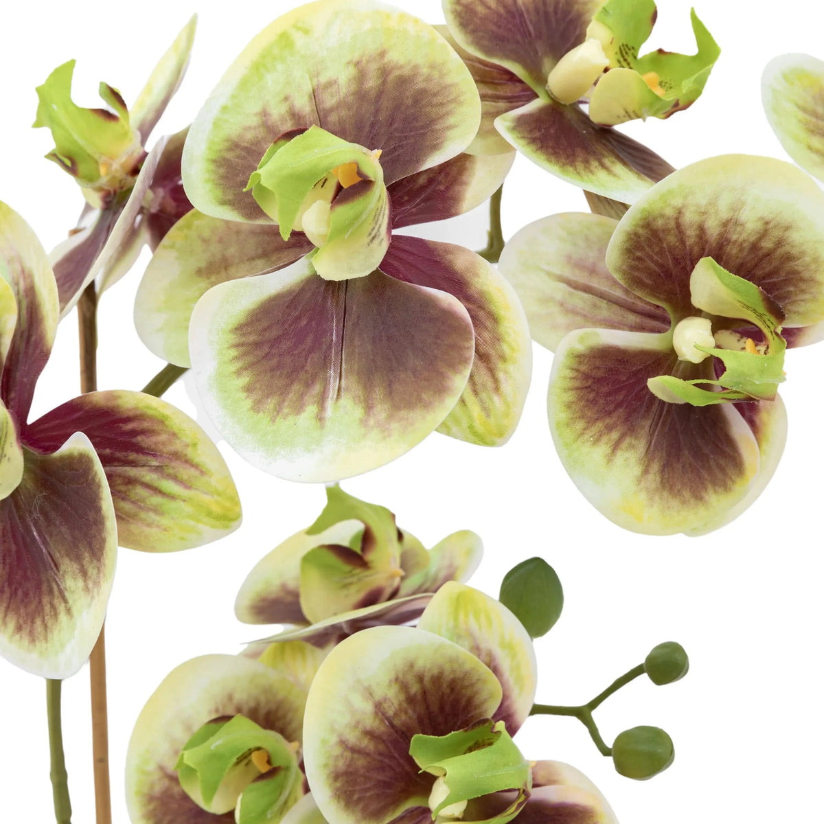 Bodhi Accessories Orchid Multicolour in Moss Ceramic Dot Pot House of Isabella UK