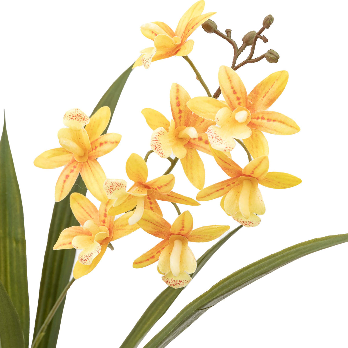 Bodhi Accessories Orchid Orange in White Ceramic Dot Pot House of Isabella UK