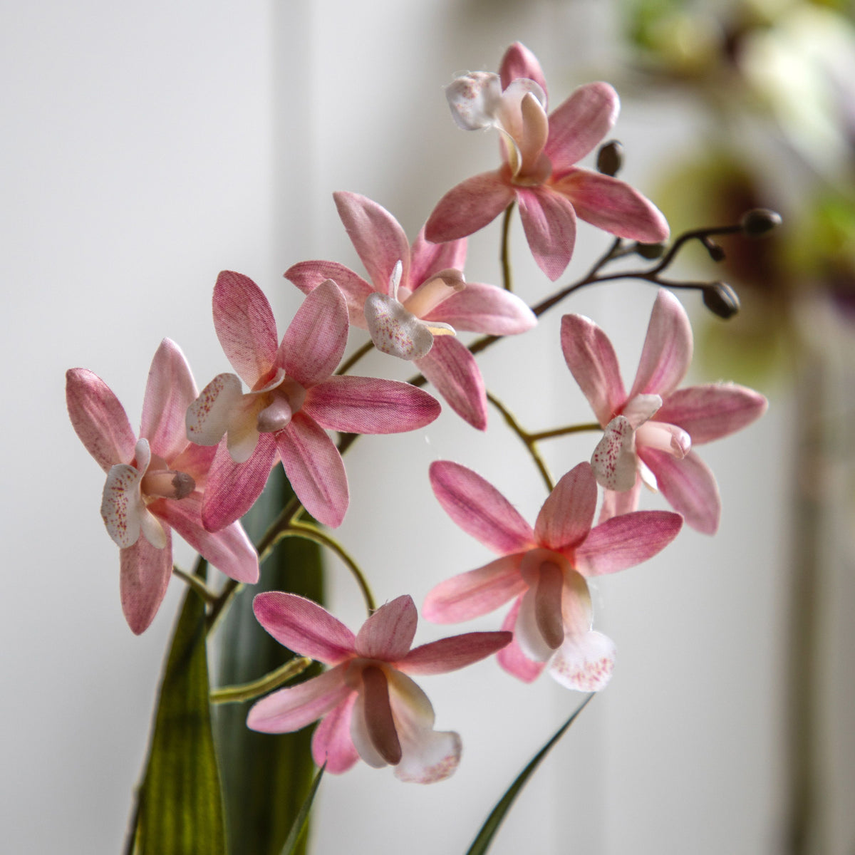 Bodhi Accessories Orchid Pink in White Ceramic Dot Pot House of Isabella UK