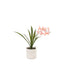 Bodhi Accessories Orchid Pink in White Ceramic Dot Pot House of Isabella UK