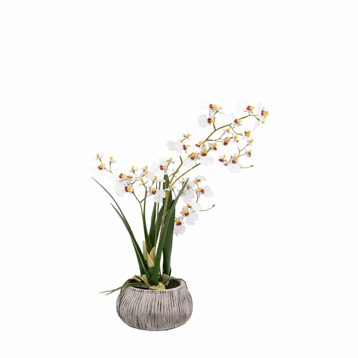 Bodhi Accessories Orchid White in Low Ceramic Pot House of Isabella UK