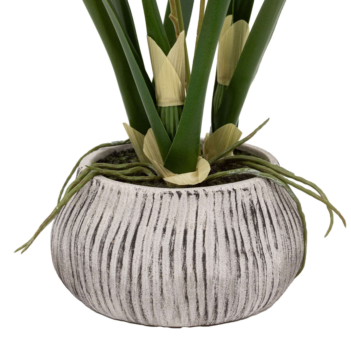Bodhi Accessories Orchid White in Low Ceramic Pot House of Isabella UK