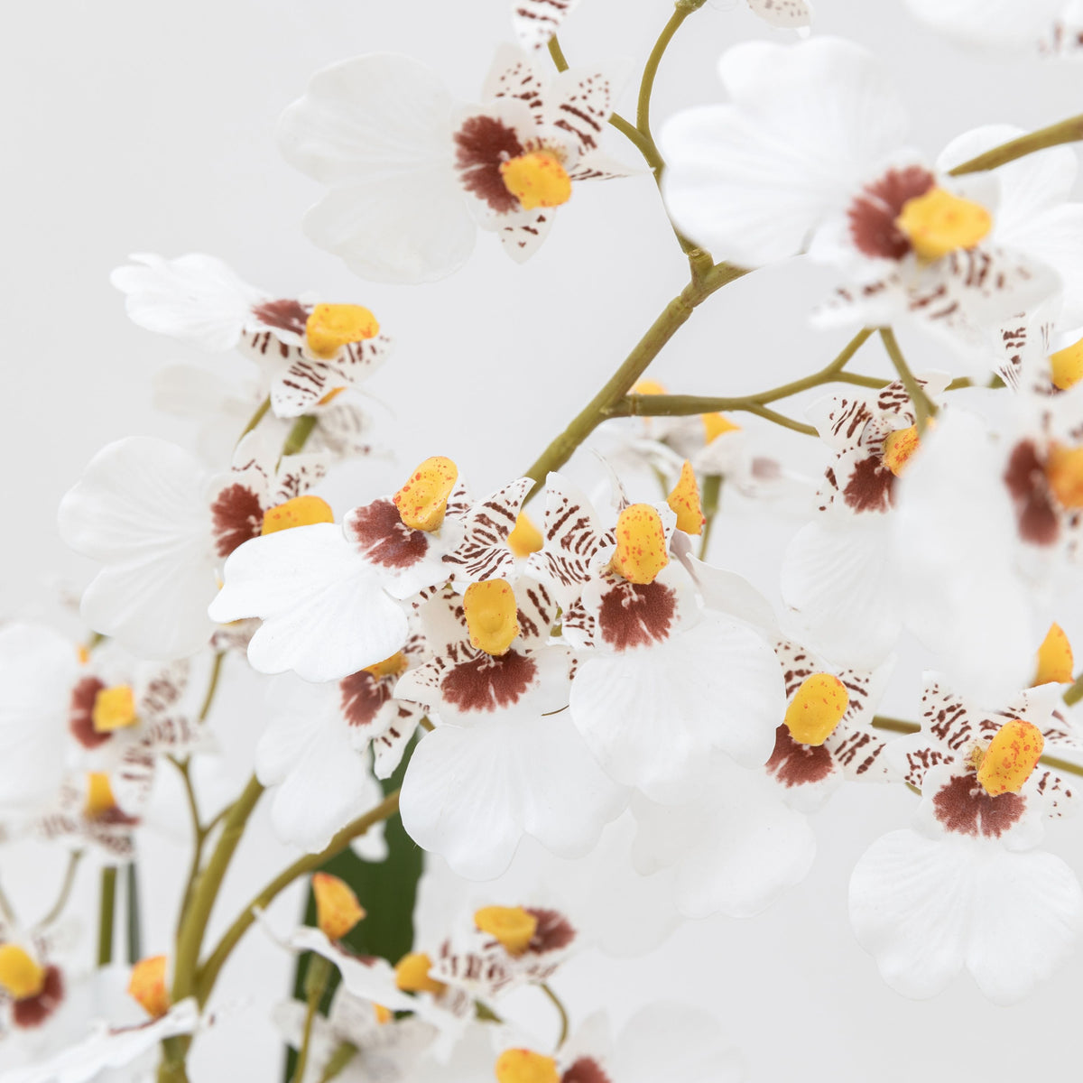 Bodhi Accessories Orchid White in Low Ceramic Pot House of Isabella UK