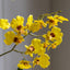 Bodhi Accessories Orchid Yellow in Low Ceramic Pot House of Isabella UK